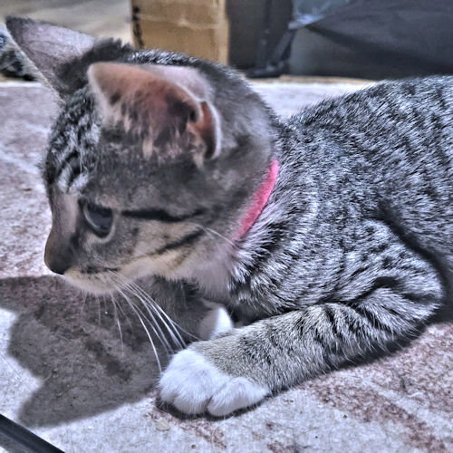 Norma
