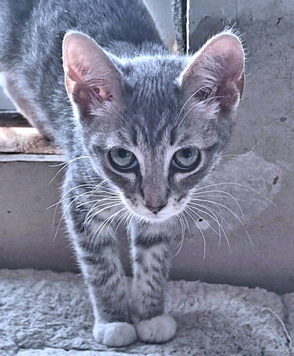 Susan