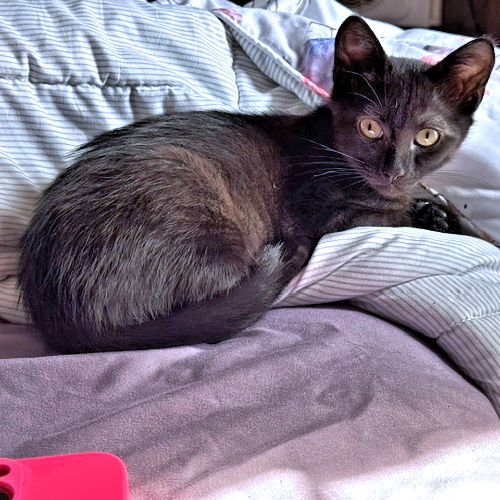 Charley