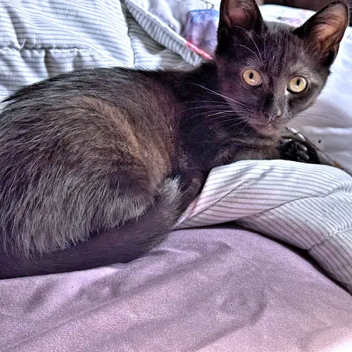 Charley image 2