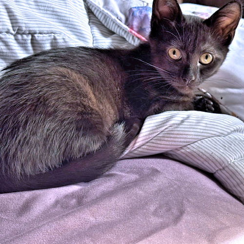 Charley photo 2