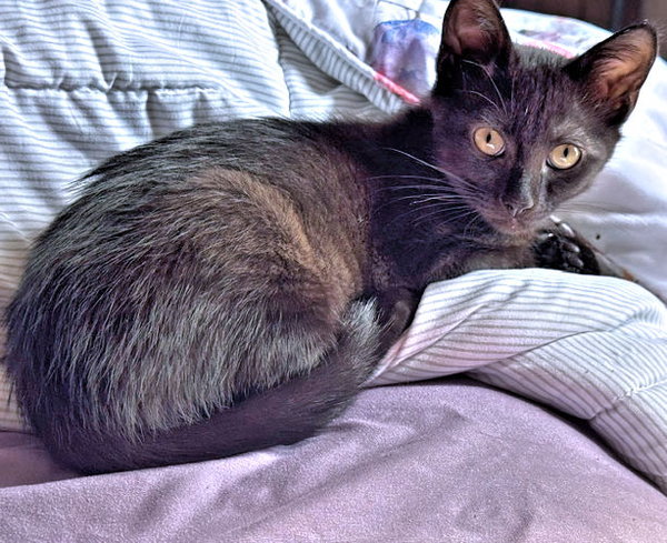 Charley