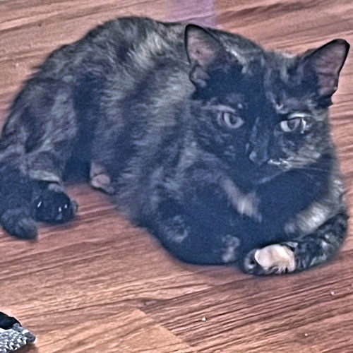 Biscotti