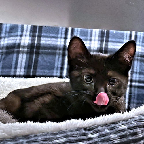 Bean, an adoptable Domestic Short Hair in Rutherfordton, NC