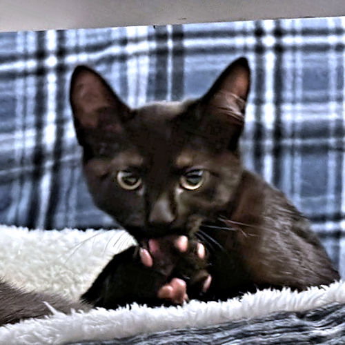 Bean photo 2