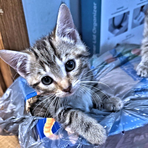 Turtle, an adoptable Tabby in Rutherfordton, NC