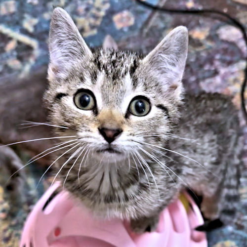 Lulu, an adoptable Tabby in Rutherfordton, NC