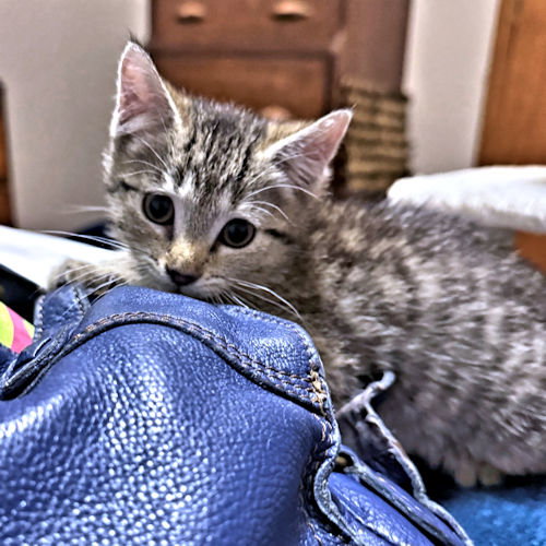 Lulu