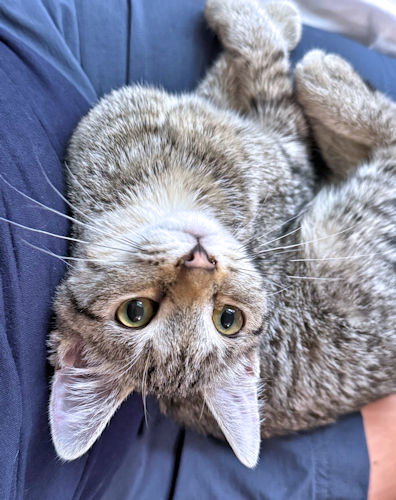 Lulu, a cat for adoption from Rutherford County Humane Society
