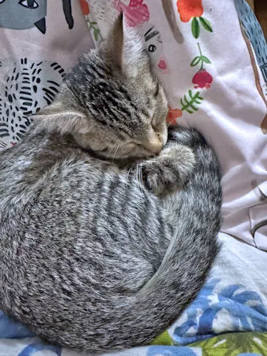 Lulu image 2