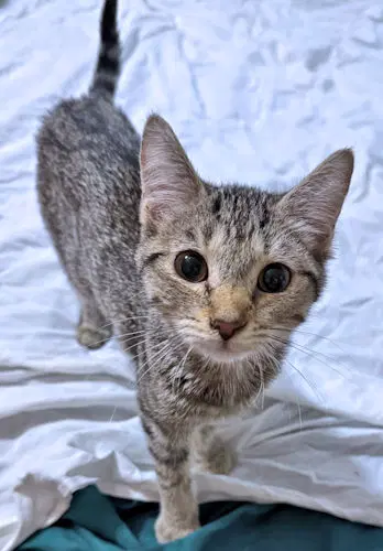 Lulu image 3