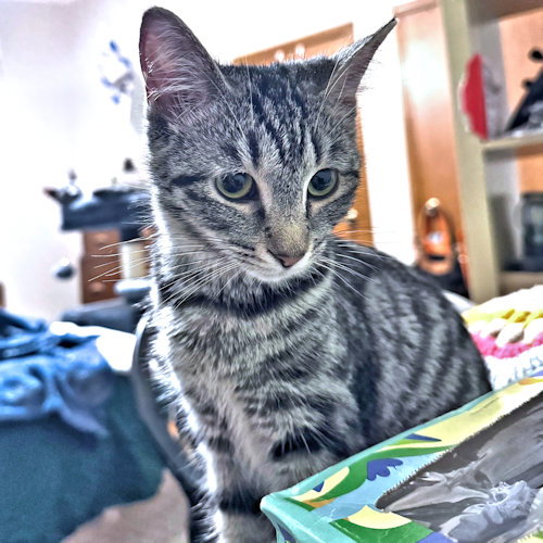 Susan2, a cat for adoption from Rutherford County Humane Society