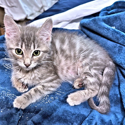 Sweetie, an adoptable Tabby in Rutherfordton, NC