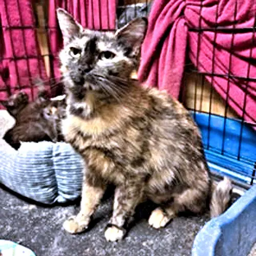 Mingle - Tortoiseshell