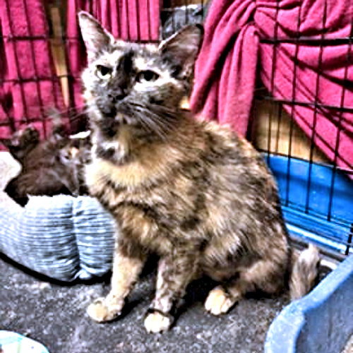 Mingle, an adoptable Tortoiseshell in Rutherfordton, NC