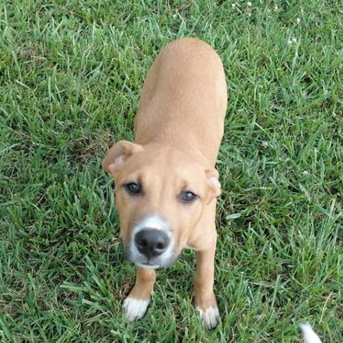 John Boy, an adoptable Labrador Retriever in Rutherfordton, NC