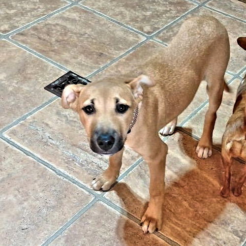 Peter, an adoptable Labrador Retriever in Rutherfordton, NC