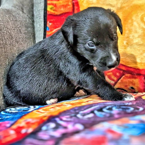 Miss Pink, an adoptable Golden Retriever in Rutherfordton, NC