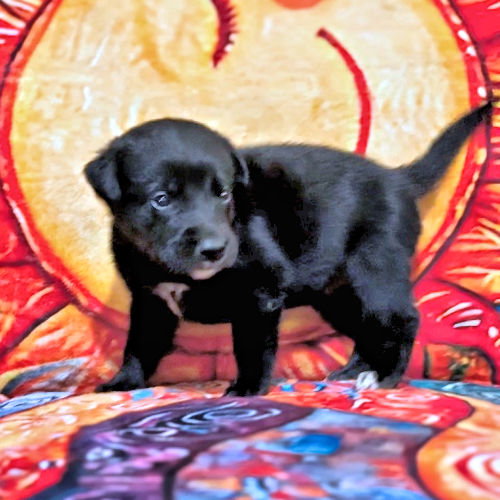 Mr. Gray, an adoptable Golden Retriever in Rutherfordton, NC