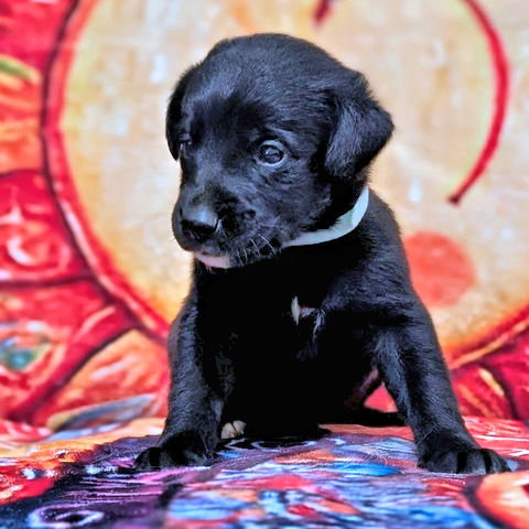 Mr. Light Blue, an adoptable Golden Retriever in Rutherfordton, NC