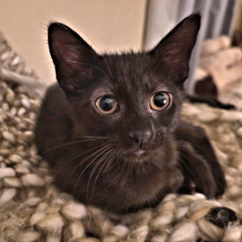 Sara