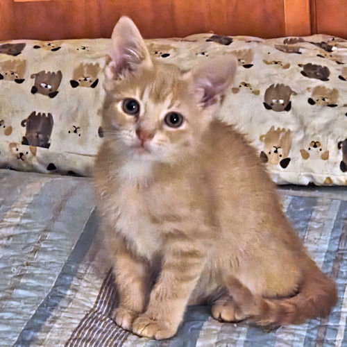 Peewee photo 2