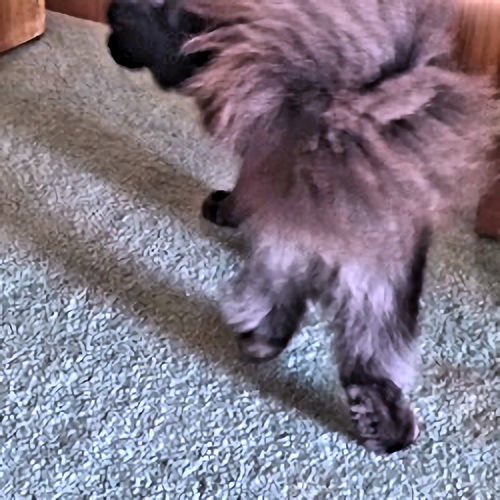 Woodrow photo 4