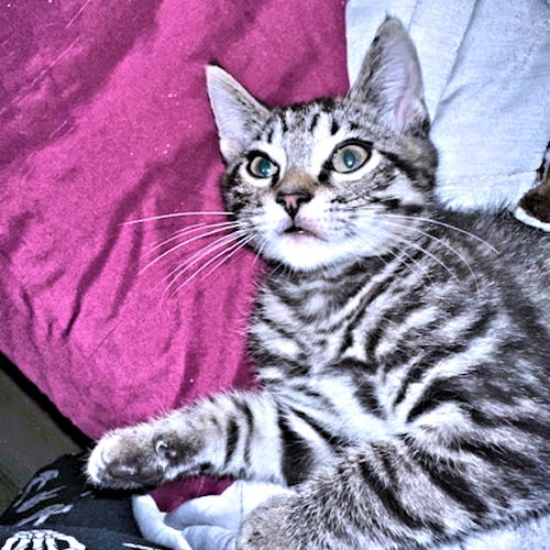 picture of the cat needing adoption