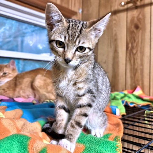 picture of the cat needing adoption