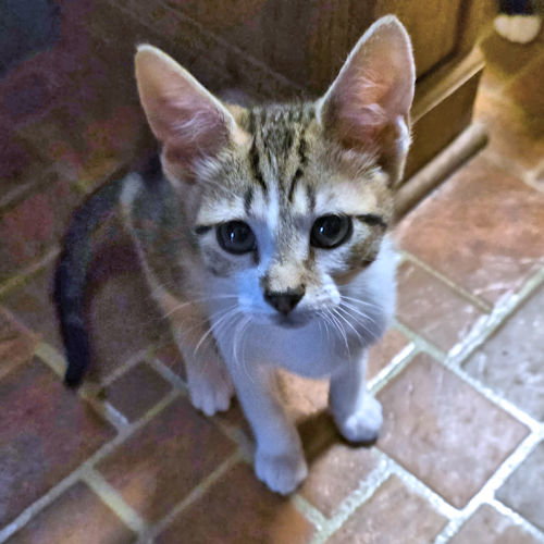 picture of the cat needing adoption