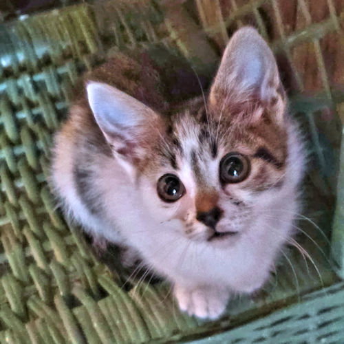 Photo 2 of Jellybean