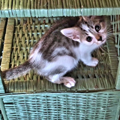 Photo 3 of Jellybean