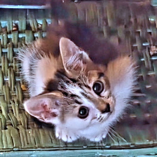 Photo 4 of Jellybean