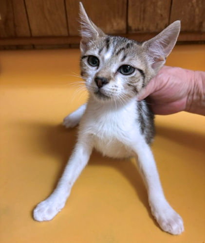 picture of the cat needing adoption