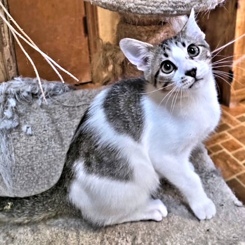 picture of the cat needing adoption