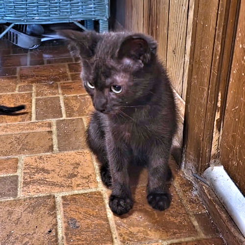 Shadow, photo 3