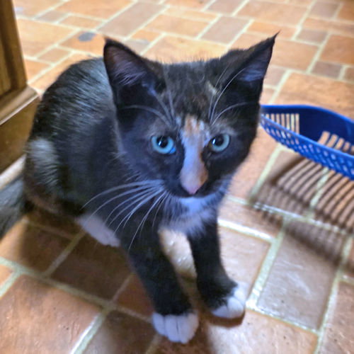 picture of the cat needing adoption