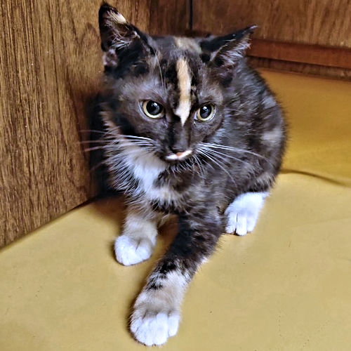 picture of the cat needing adoption