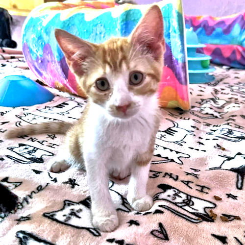 Simba, a cat for adoption from Rutherford County Humane Society