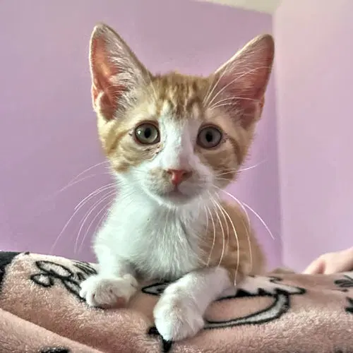 Simba image 2