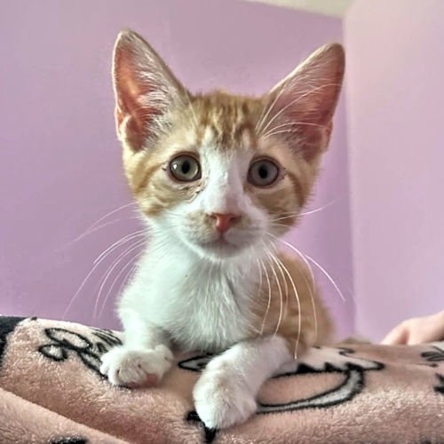 Photo 2 of Simba