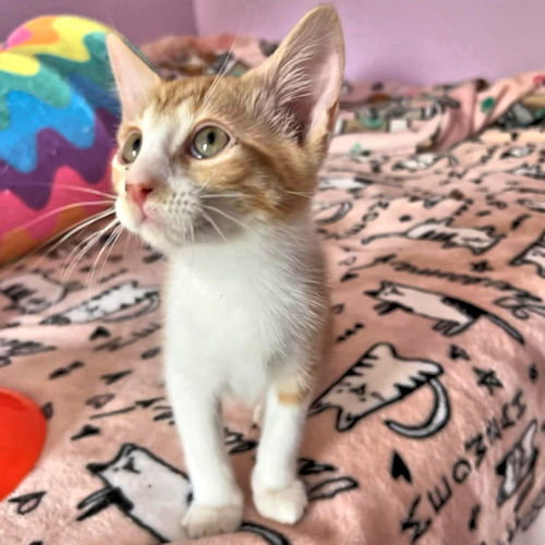 Photo 3 of Simba