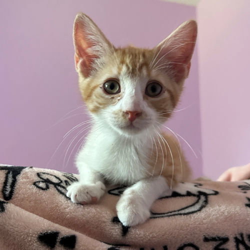 Simba