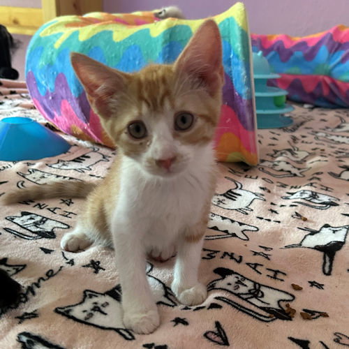 Simba, photo 2