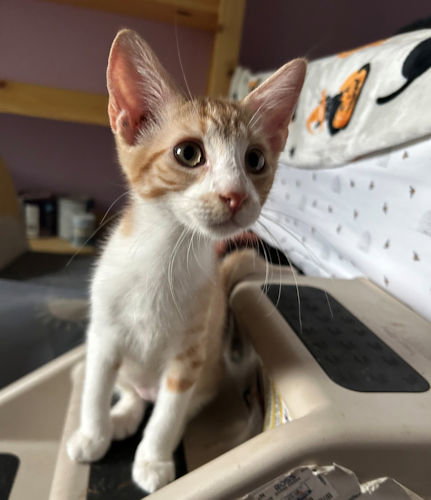 Simba, photo 3