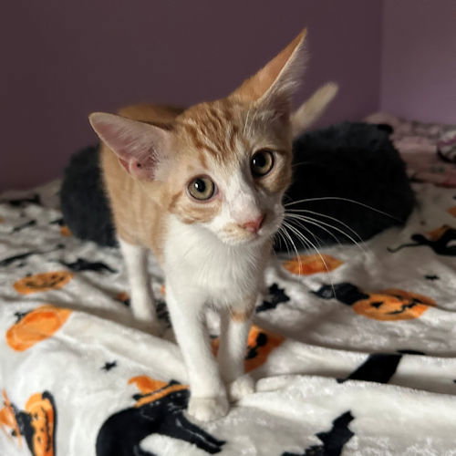 Simba, photo 4