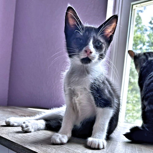 Percy, a cat for adoption from Rutherford County Humane Society