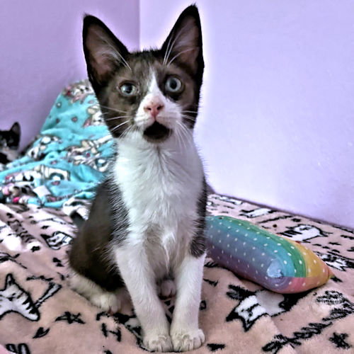 Photo 2 of Percy