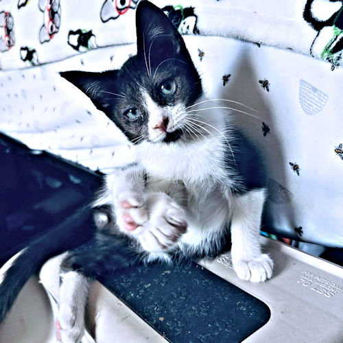Percy, photo 3
