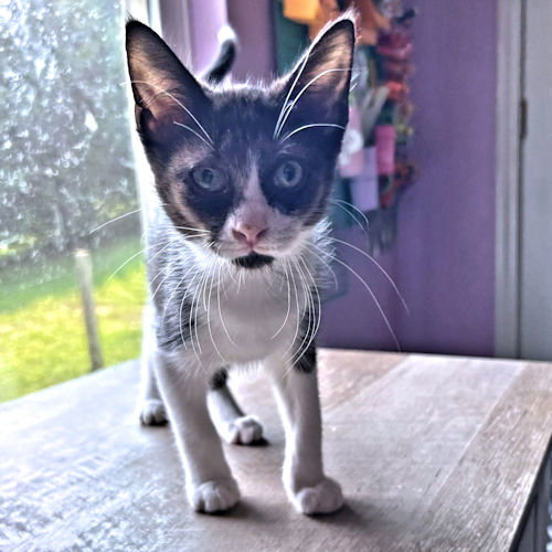 Percy, photo 4